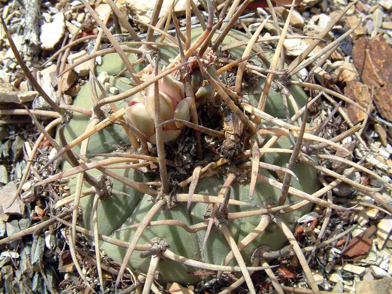 Gymnocalycium cardenasianum